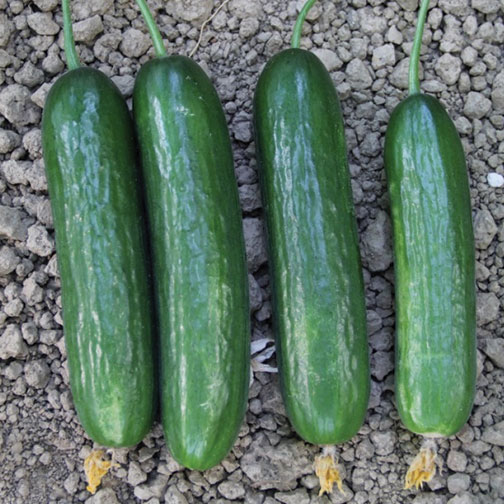 Kibele cucumber
