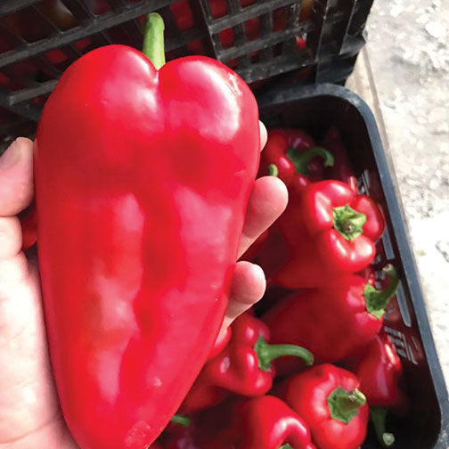 Red pepers