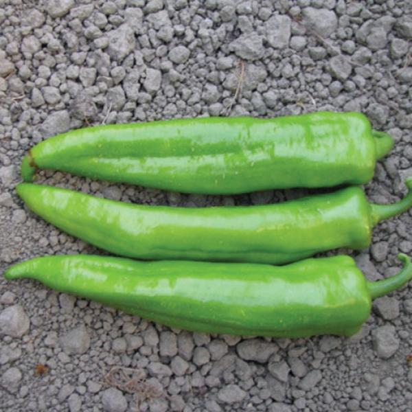 1364  green peper