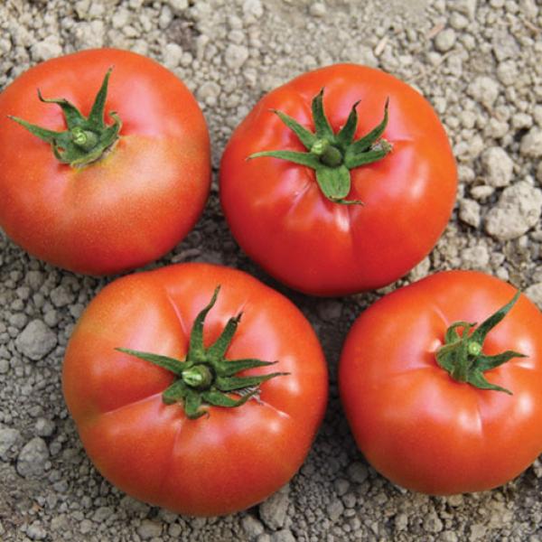 Desire tomatoes