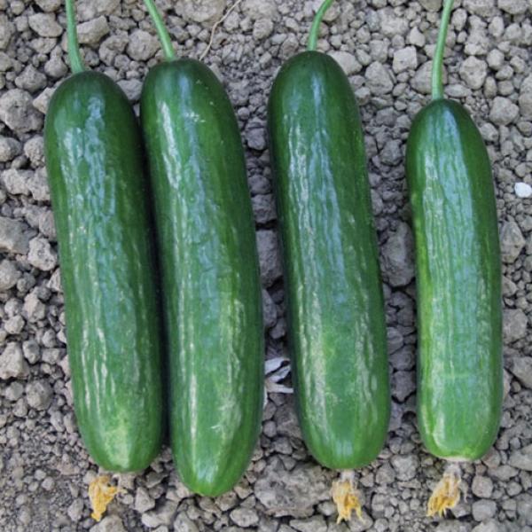 Kibele cucumber
