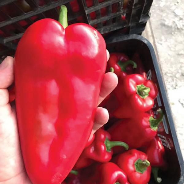 Red pepers